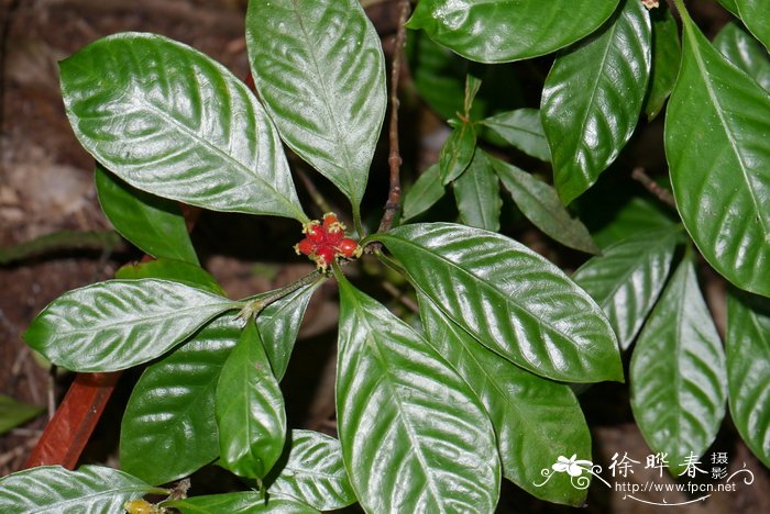 植树节种什么树好