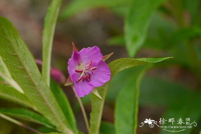 多年生草本花卉