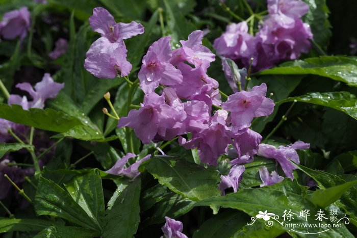 水仙花的气味