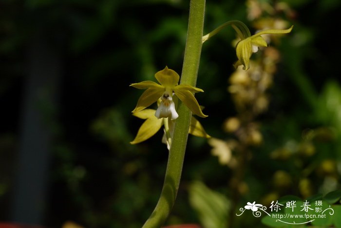 小雏菊花