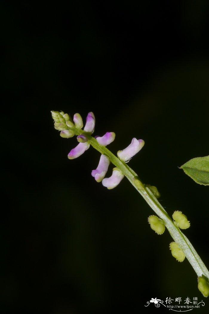 种花椒