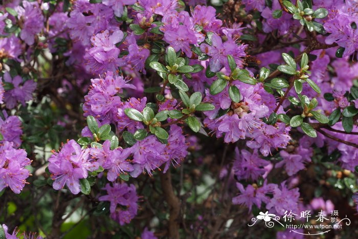 冬季里最耐寒的15种花卉