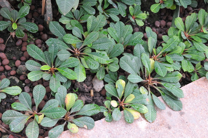 金线莲好种植吗