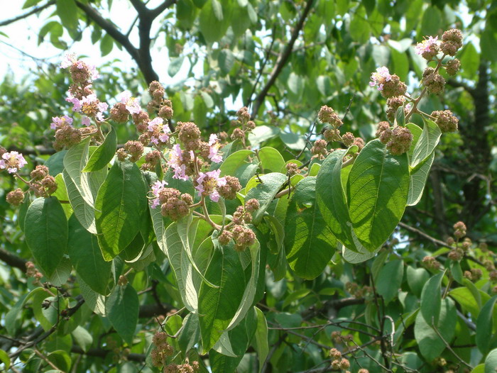 茉莉花的样子