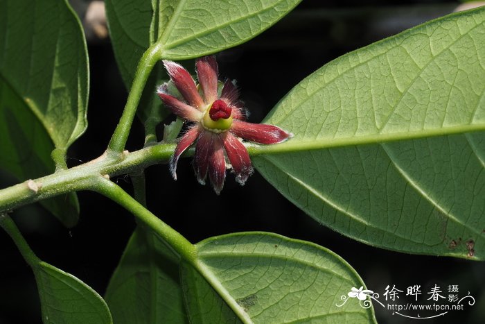 干花菇价格