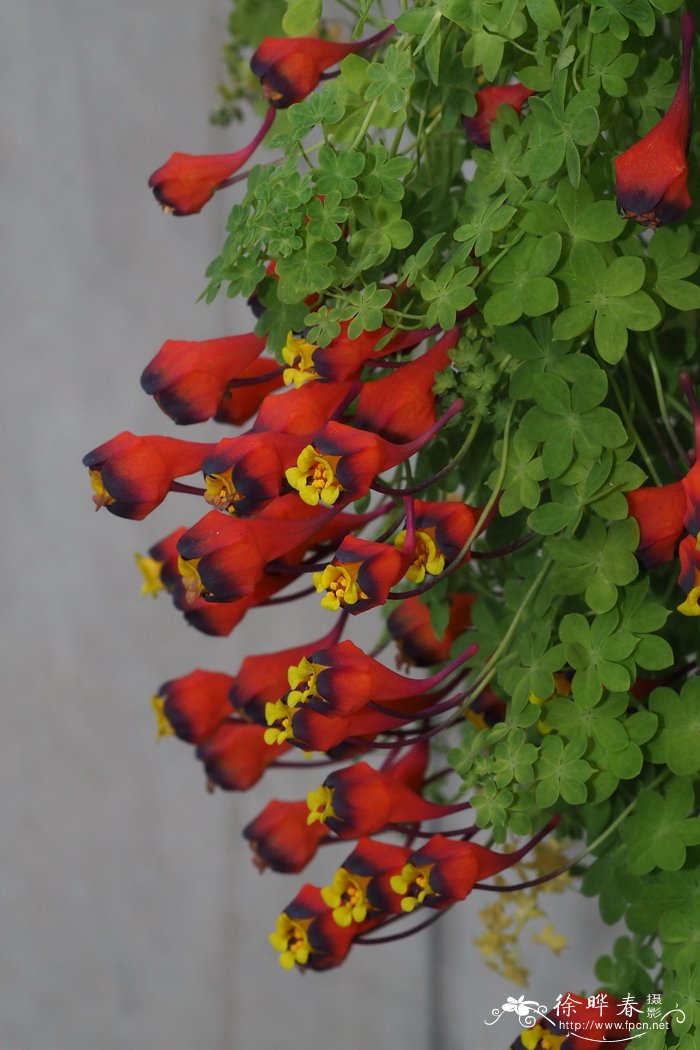 圣诞节送花合适吗