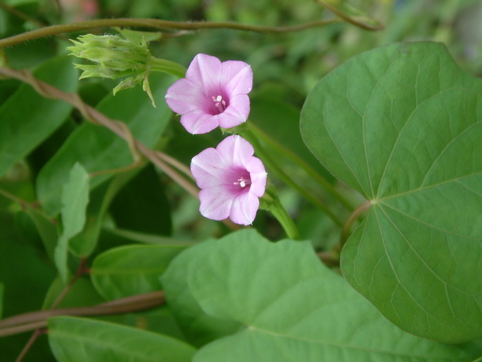 麦秆菊