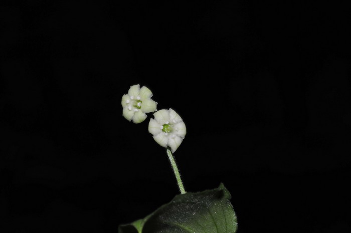 芒果的季节