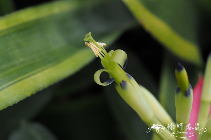 盆栽花卉大全