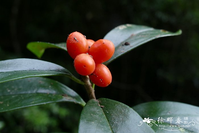 阳生植物