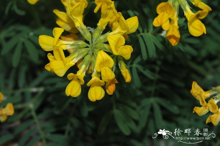 成都的市花是什么