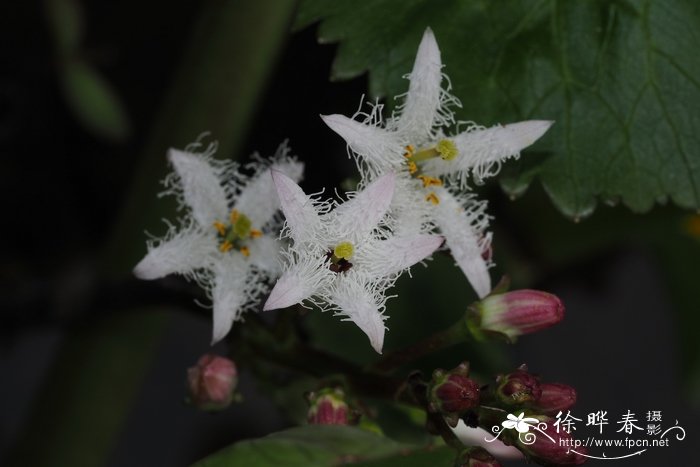 哈蜜瓜种植时间和方法