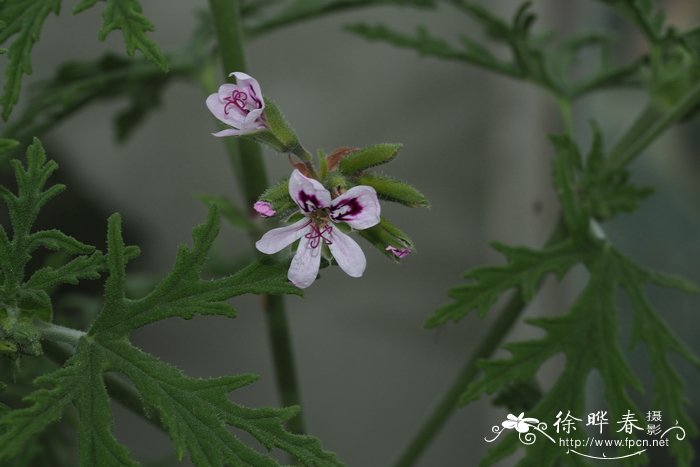 樟树是什么植物