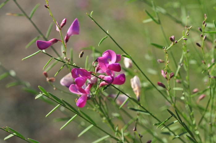 迷迭香花语