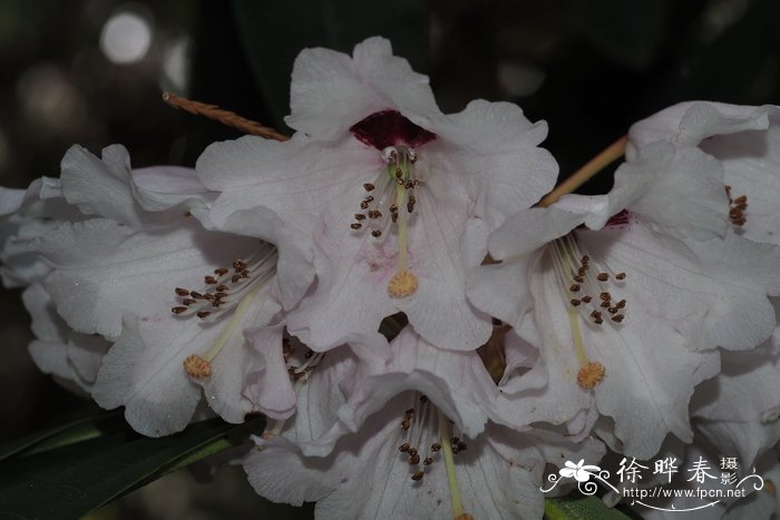 菠菜是什么意思