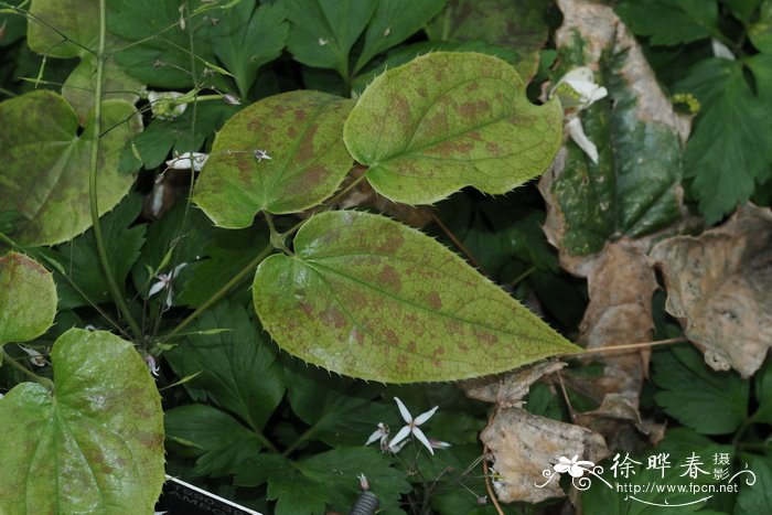 山茶花什么时候开