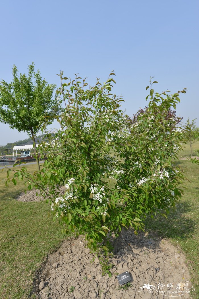 昙花什么时候开花