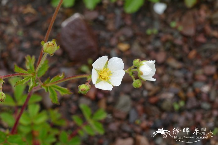 山银花