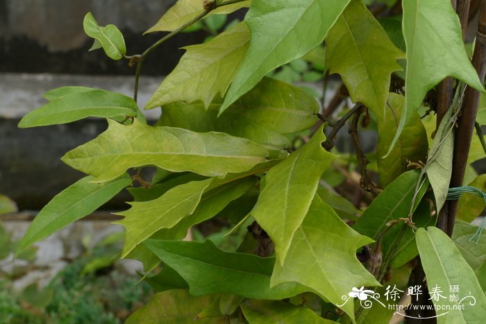 山茶花什么时候开