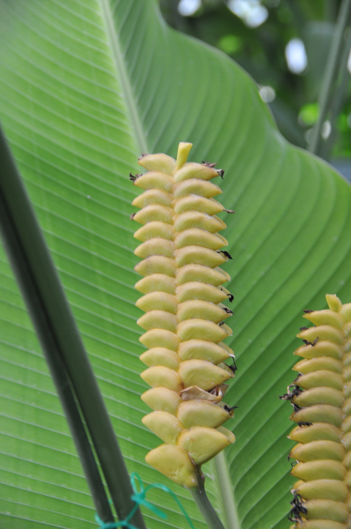 三棱虾脊兰