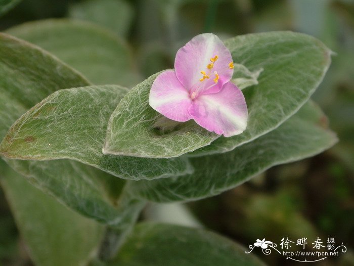 花海阁婚庆