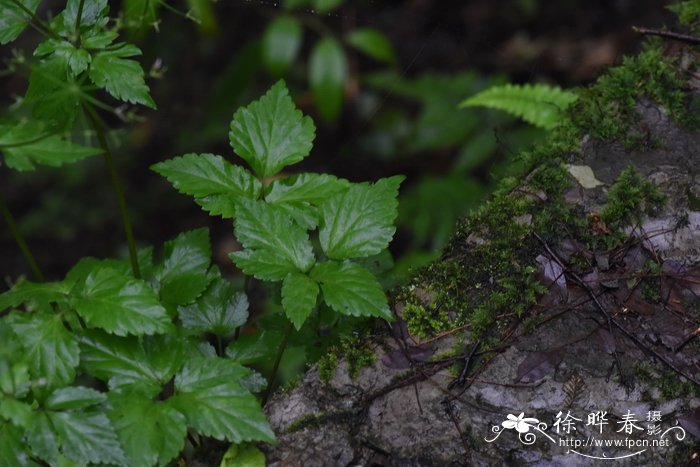 黑心菊