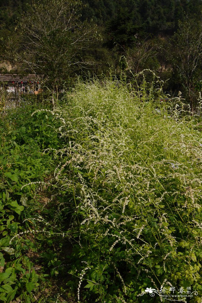 茉莉花茶图片