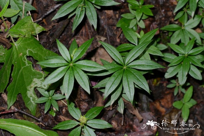 金银花一亩利润多少