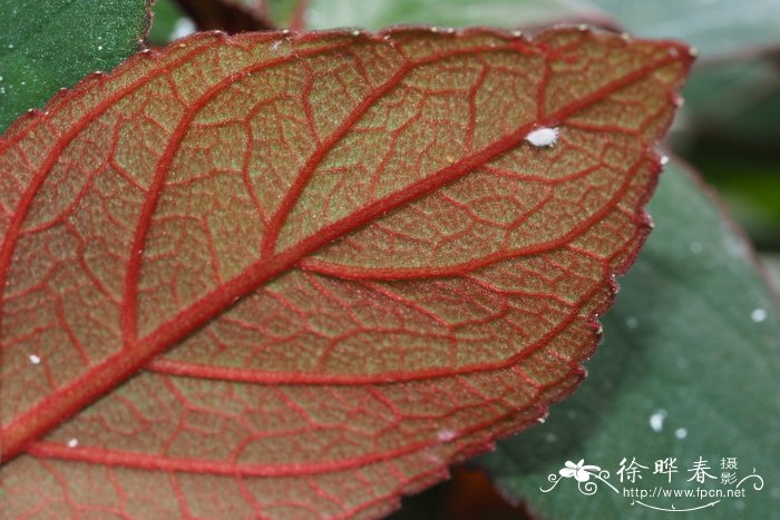 土豆是根还是茎