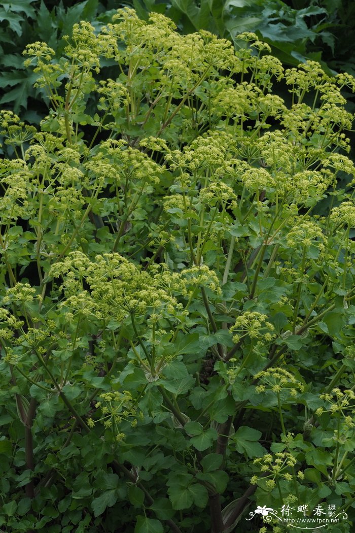 茶叶渣可以做花肥吗