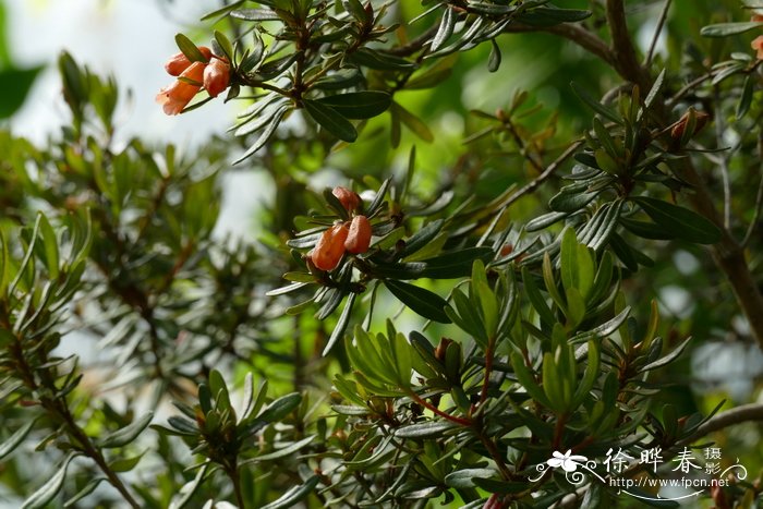 红色郁金香的花语