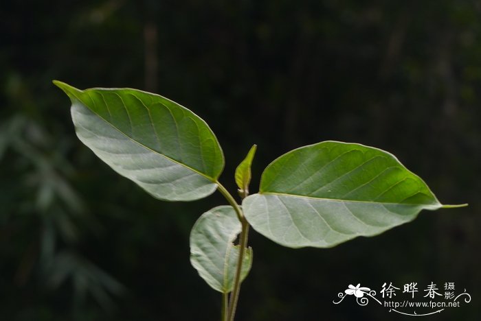 白杨树的资料