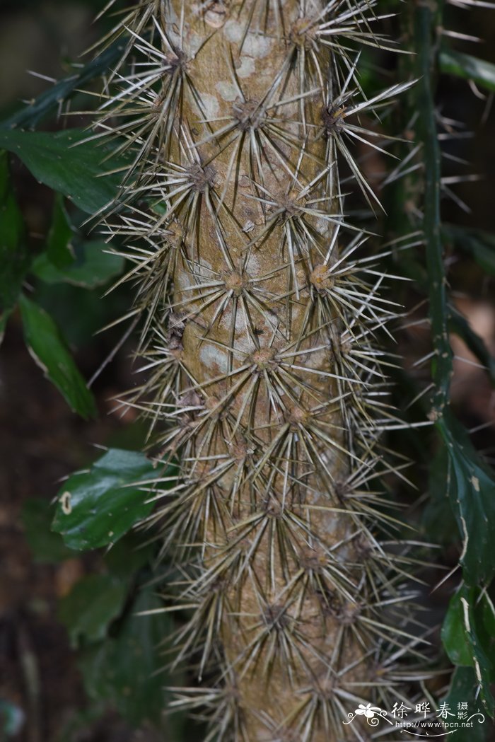 山茶花怎么养殖