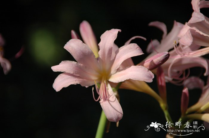 昙花花语