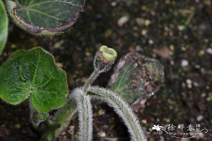 适合山地种植的药材