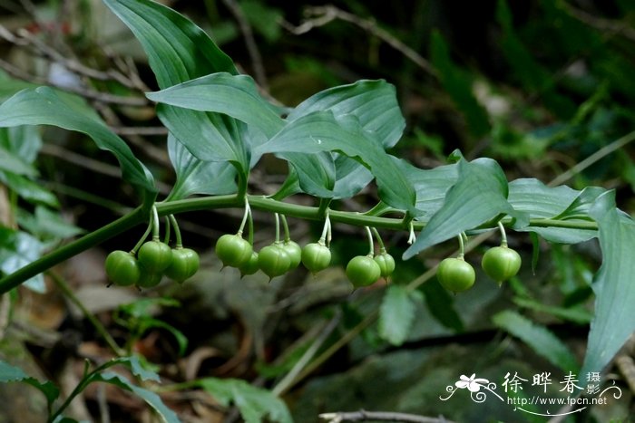 袖珍椰子怎么养