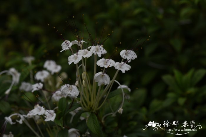 黄菊花