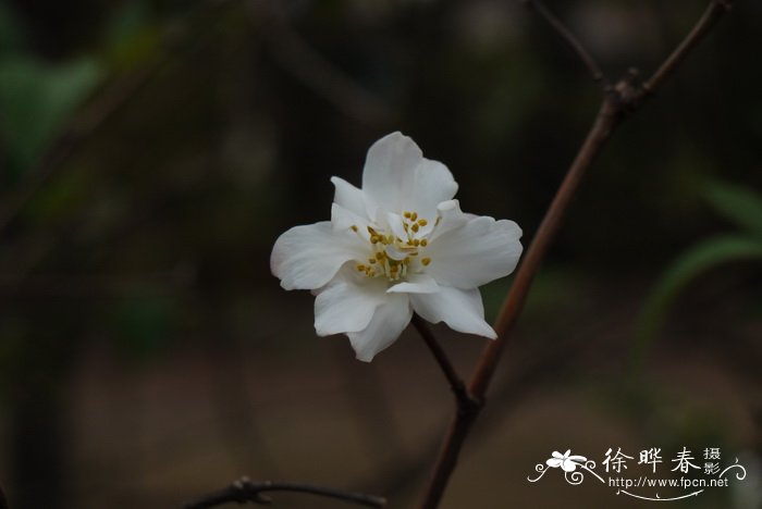 芦丁鸡能活多久