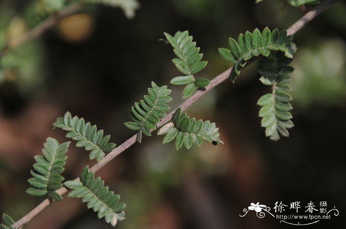 蝴蝶兰几点开花