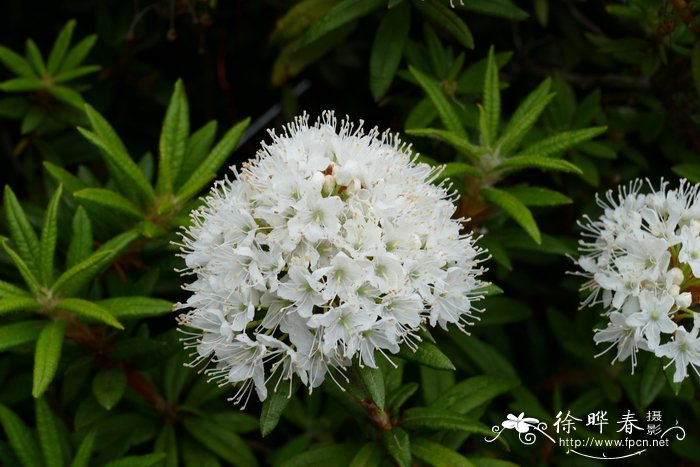 鸢尾花怎么读