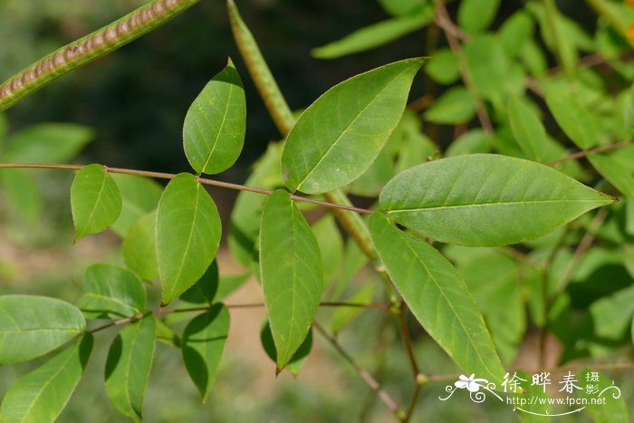 根茎类大全图片