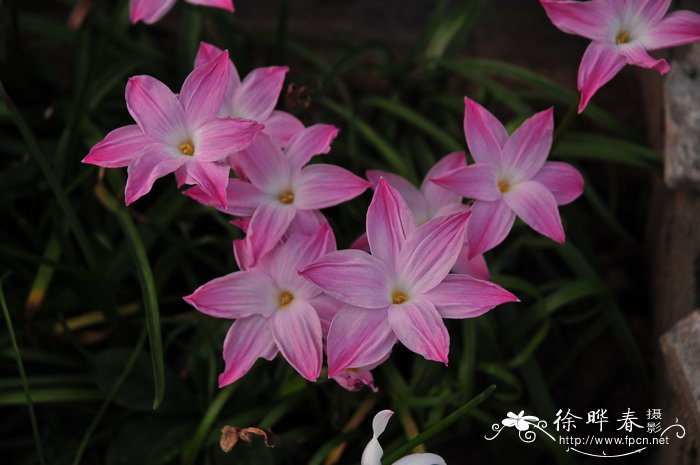 多年生草本花卉