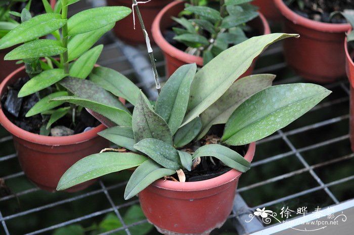 除甲醛效果最好的植物