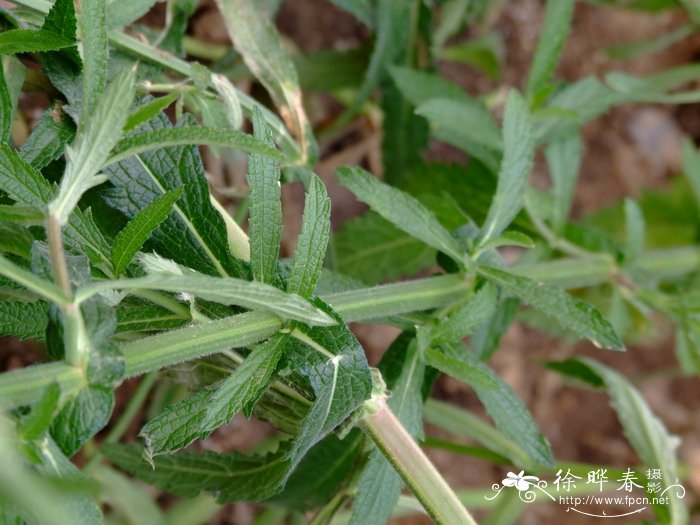 植物生根剂配方