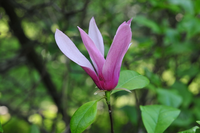 圣诞节送花合适吗