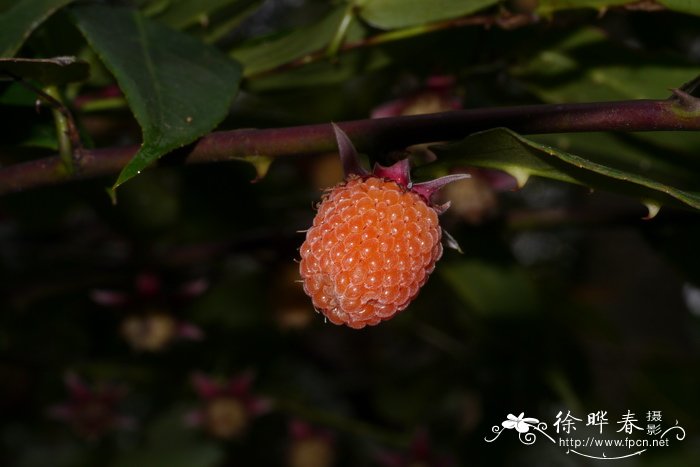 蓝莓怎么种植和养护