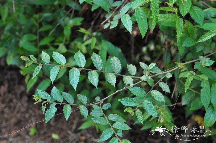 茶油树种植