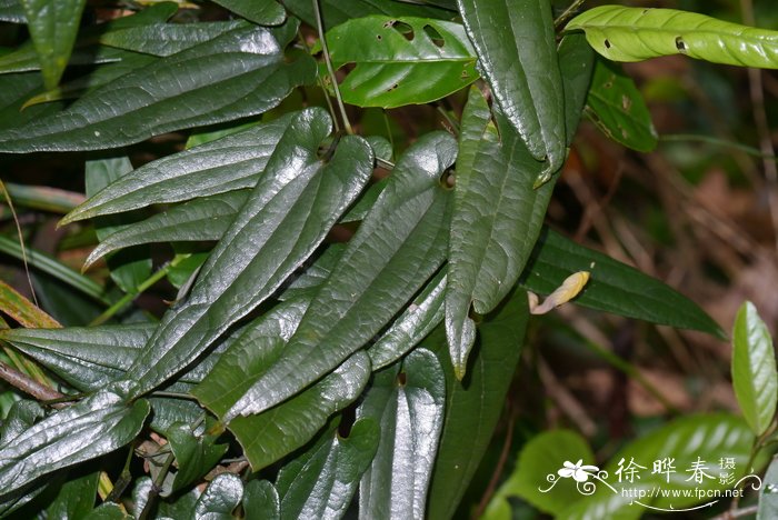 植树节种什么树