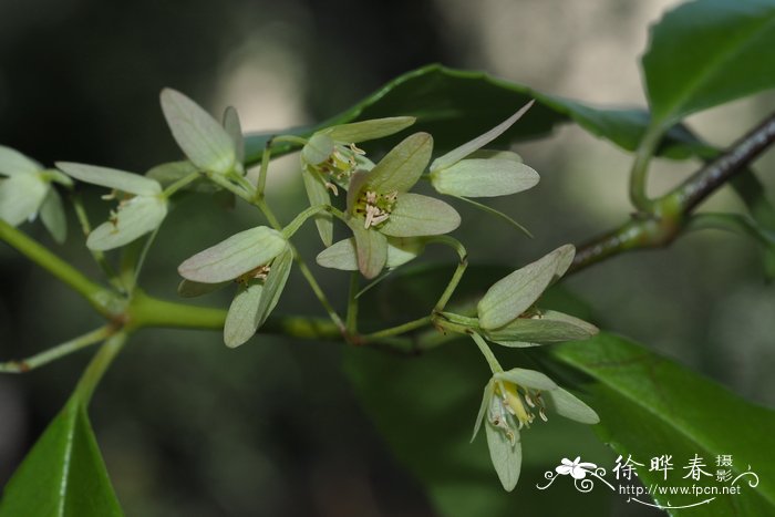 流苏树什么时候开花