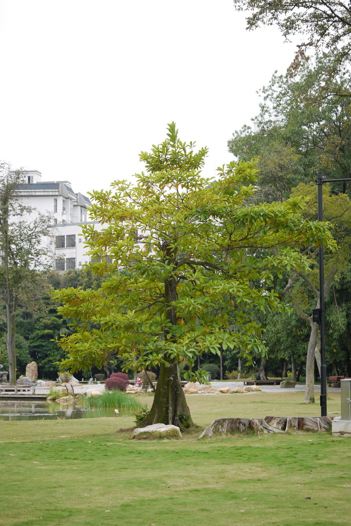 沉香树价格